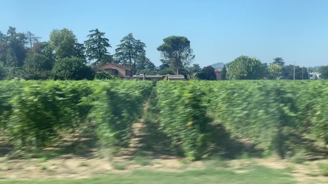 rain Window View of Vineyards in Emilia-Romagna Countryside &ndash; Milan to Lecce Rail Journey