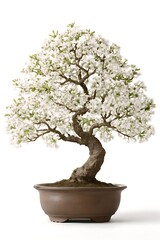 Close-up of a Bonsai Tree in a Pot Against a Clean White Background
