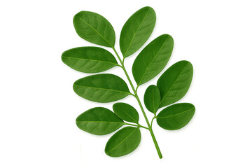 Green leaves growing on a transparent background, perfect for graphic design projects related to nature, ecology, and healthy lifestyle