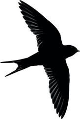 Black swift silhouette in flight