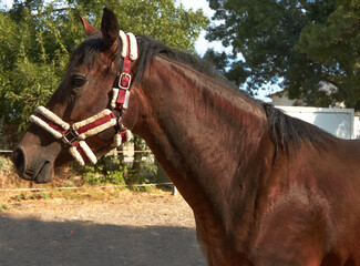 Portrait of bay horse on a summer day. Concept of nature, domestic animals