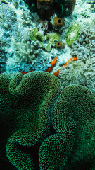Fototapeta na wymiar Hidden Fire in the Reef
