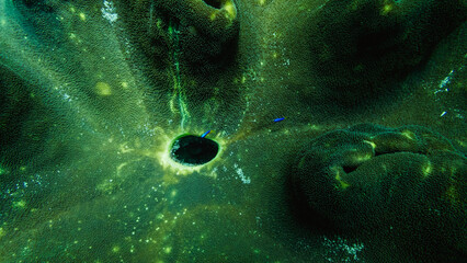 Fototapeta na wymiar Portal in the Living Reef
