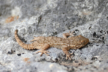 un tout jeune gecko