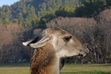 Finesse de la tête  de profil du lama
