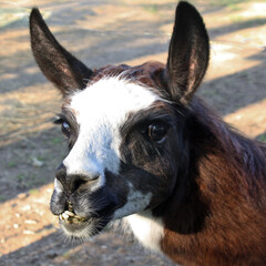 Obraz premium Gros plan sur la tête et les dents du lama