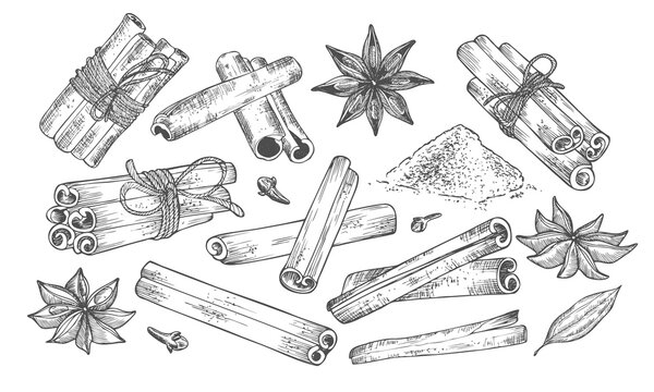 Cinnamon stick tied bunch, anise star and cloves. Vector drawing. Hand drawn sketch. Seasonal food illustration isolated on white. Engraved style spice and flavor.