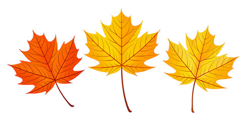 Fototapeta premium Vibrant autumn maple leaves in warm orange and yellow hues, perfect for seasonal designs and natural themes.