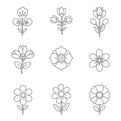 Collection of Simple Floral Line Art Illustrations for Design Elements