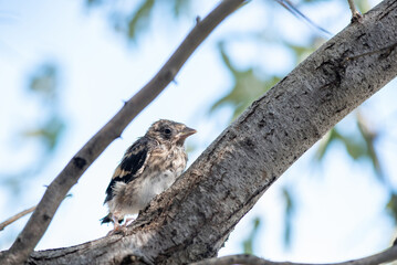 A baby goldfinch sits on a willow branch with leaves against a blue sky in summer
