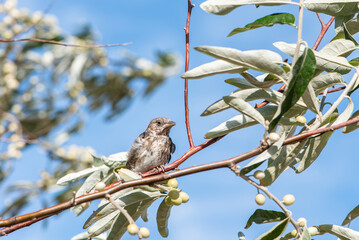 A baby goldfinch sits on a willow branch with leaves against a blue sky in summer