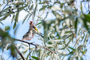 A goldfinch and its chick sit on a willow branch with leaves against a blue sky in summer