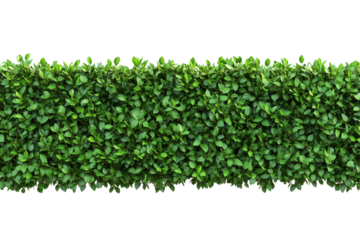 Long hedge with vibrant green leaves set against a white background, perfect for creating a natural privacy screen or decorative accent