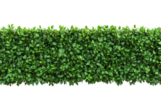 Long hedge with vibrant green leaves set against a white background, perfect for creating a natural privacy screen or decorative accent