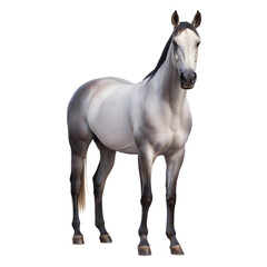 Obraz premium Elegant gray horse standing proudly against a black background