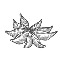 Star anise spice vector hand drawn illustration in sketch style. Shaded black and white drawing for packaging and design. Line art of aromatic plant