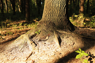 Twisted oak roots basking in dappled sunlight