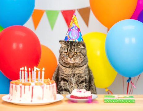 Grumpy cat in party hat, birthday decorations