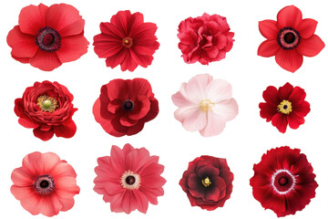Collection of vibrant red flowers showcasing diverse shapes and textures, celebrating the beauty of nature in full bloom during spring