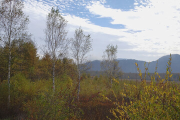 日本：戦場ヶ原（神話の中での戦場）／湿原の草木【日光国立公園】栃木県日光市