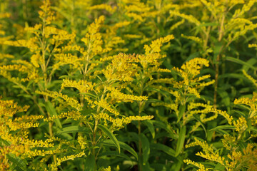 A field of flowering goldenrod, which forms a solid carpet of bright yellow flowers. The image conveys the richness of summer nature, warmth, light and natural beauty.