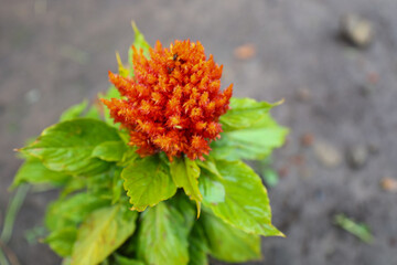 A bright orange celosia flower rises above its shiny green leaves. The top view and blurred ground emphasize the unique texture and color saturation, creating a dynamic focus.