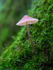 An elegant little Mycena mushroom growing on a mossy log, demonstrating the fragile beauty of the forest ecosystem. Vibrant colors and macro details emphasize the uniqueness of nature.