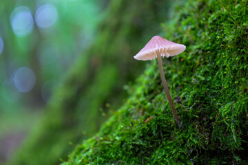 A delicate Mycena mushroom growing on a tree trunk covered with rich green moss. Soft light and a blurred background emphasize its gentle beauty.