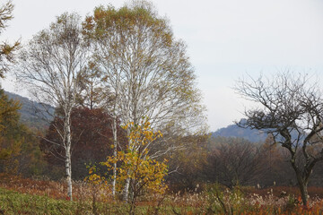 日本：秋の紅葉風景【日光国立公園】栃木県日光市