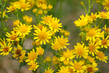 A multitude of small yellow wildflowers on thin stems. The bright and saturated color of the flowers creates a feeling of joyful summer. A blooming field and nature in detail.