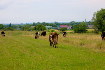 Several cows graze in a green meadow under a cloudy sky. Trees and rural houses are visible in the background. The landscape conveys the peaceful atmosphere of rural life.