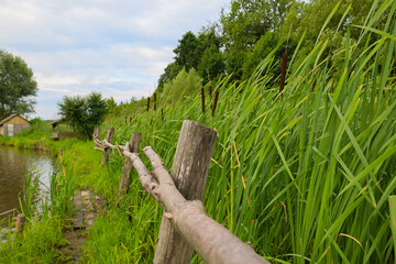 A wooden fence leads along the bank of a body of water overgrown with reeds. A small rural hut...