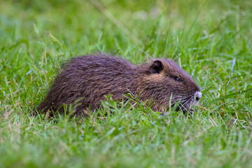 cute nutria is captured close-up in the green grass