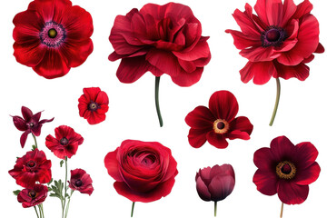 Collection of various red flowers showcasing vibrant colors and intricate details, perfect for floral arrangements or botanical studies