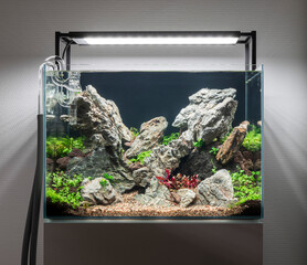 newly planted Brazilian style aquascape, planted aquarium