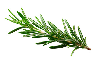 Aromatic Rosemary Sprig Isolated on Transparent Background for Culinary and Herbal Applications