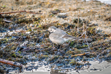 Wagtail sits on the ground with a beautiful blurred background.
