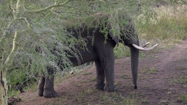 An African bull elephant stands quietly under a thorn tree before slowly walking along a bush road, revealing a clear back view as it moves away in the Kuleni Game Reserve.