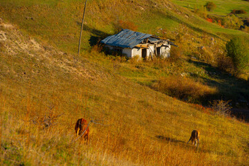 Şavşat (Georgian: შავშეთი, romanized: shavsheti) is a town in Artvin Province in the Black Sea region