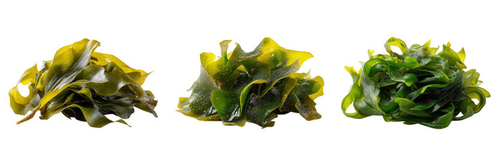 Fototapeta premium Fresh Raw Green Seaweed Isolated on White Background