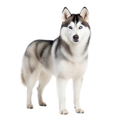 Majestic siberian husky standing proudly against a black background