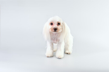 Maltese dog with big charming eyes after grooming on a light background