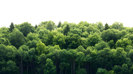 Lush Green Forest Treetops Under Clear Blue Sky in Summer Season