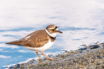 Little ringed plover (Charadrius dubius), bird standing on the lake shore