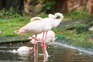A vibrant flock of pink flamingos wading in a shallow pond surrounded by lush greenery in a natural...