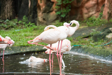 A vibrant flock of pink flamingos wading in a shallow pond surrounded by lush greenery in a natural...