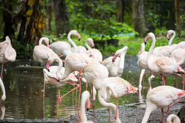 A vibrant flock of pink flamingos wading in a shallow pond surrounded by lush greenery in a natural...
