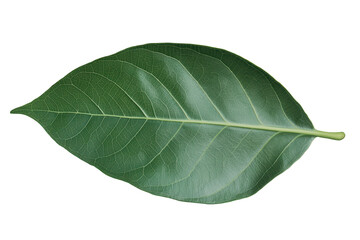 Obraz premium Beautiful green leaf isolated on transparent background showcasing its intricate texture and vibrant color, perfect for nature-themed designs and illustrations