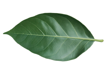 Beautiful green leaf isolated on transparent background showcasing its intricate texture and vibrant color, perfect for nature-themed designs and illustrations