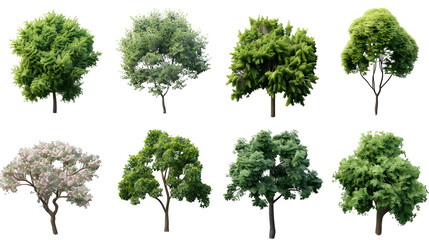 Variety of Lush Trees in Different Seasons and Figures for Nature Scenes